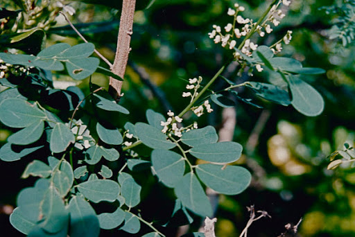 Cây Dây cổ rùa. Dalbergia candenatensis - Cây Thuốc Nam Quanh Ta
